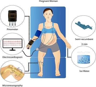 Increased respiratory modulation of cardiovascular control reflects improved blood pressure regulation in pregnancy